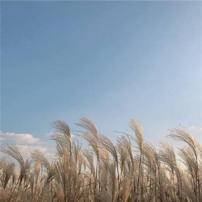 全国小麦进入收获期 确保夏粮丰收为全年赢得主动